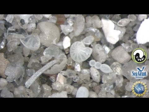 15 Second Science - Shells in sediment hold clues