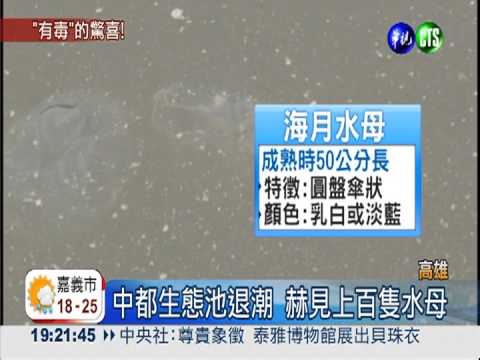 生態池驚見水母 好奇觸摸恐中毒