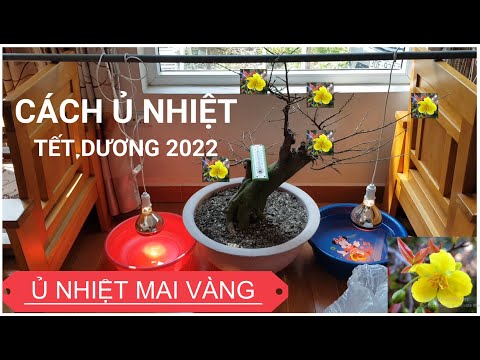 🔴 QBS2144 - Chia sẻ cách ủ nhiệt cho cây mai vàng Miền Bắc nở hoa đúng dịp tết 2022 ||  Mai vàng