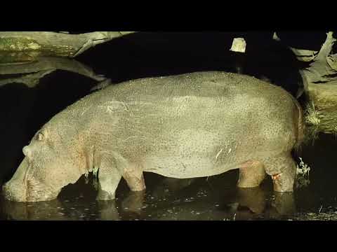 Djuma: Hippo with leg injury comes to pan for a good soak - 20:50 - 07/15/19