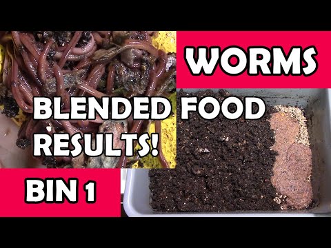 Worm Parties and Blended Food Results - Bin 1