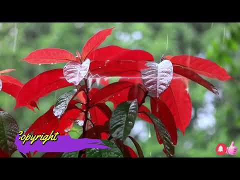 No Copyright | Free Music #shorts #viral #Mulita #lyrics #song #music #relaxing