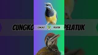 Download lagu cucak cungkok vs pelatuk bawang mp3 Download lagu cucak cungkok vs pelatuk bawang mp3
