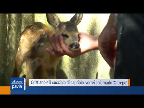 Cristiano e il cucciolo di capriolo: 'mi piace chiamarlo Oltrepò'