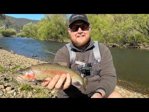 Rainbow and Brown Trout. Mitta Mitta River. Special feature- Snowy Creek Platypus. 