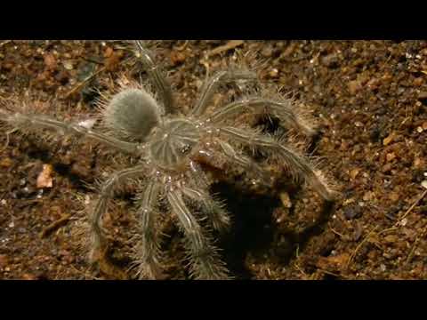 Theraphosa stirmi L1