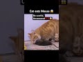 Cat Eats Mouse Animals Cat Mouse
