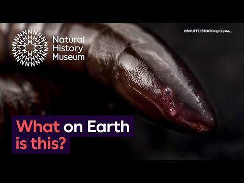 What do baby caecilians eat? | Surprising Science