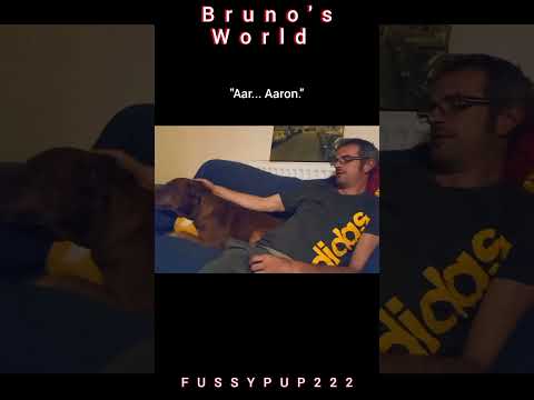 Bruno's World: "Aaron Can't Have My Ball!" #dogs #shorts #brunosworld