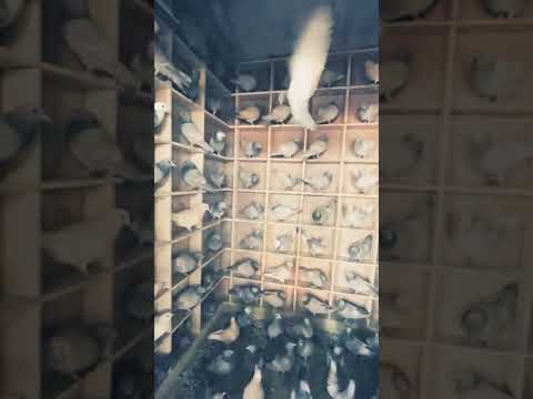 Ustad Anil sood ji  Ke Hyderabadi jungle or lal band Ghagra kabutar