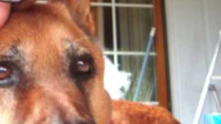 Mary Hopkin -  Puppy song