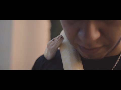 Danntik - Cobra 🐍