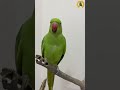 Parrot Sound Shorts