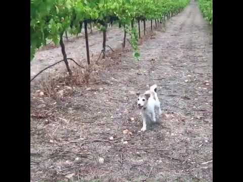 Sussex Squire Wines Clare Valley
