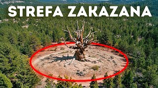 Najstarsze drzewo na Ziemi jest ukrywane w USA. Ale dlaczego?