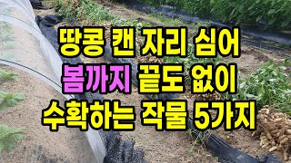 땅콩 수확 자리 심어 봄까지 끝도 없이 수확하는 작물 5가지 추천