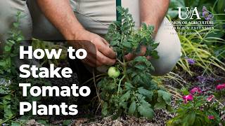 How to Stake Tomato Plants