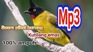Download lagu suara pikat burung kutilang emas mp3 mp3