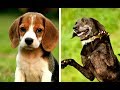All Hound Dog Breeds List (A - Z)