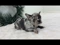 French Bulldog dogs for sale: Dena - Video 1