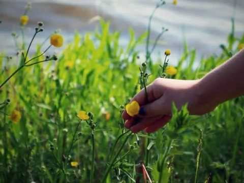 Alexandre Guerra - Movimento de Primavera