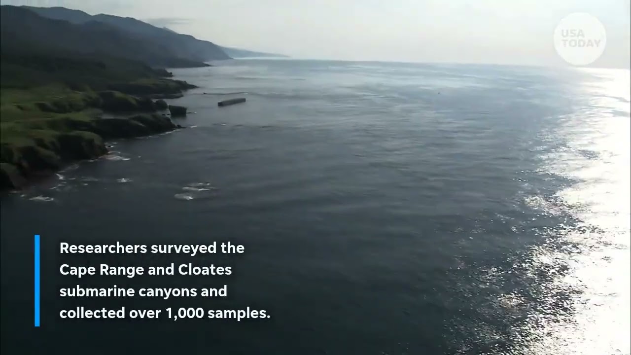 Giant squid DNA detected in deep ocean canyons