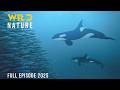 THE ANTARCTICA Survival In The Realm Of Giants Animal Documentary