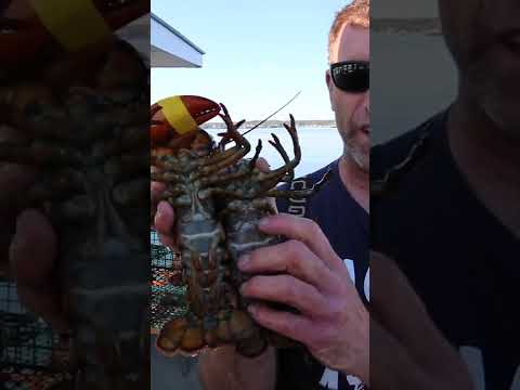 #short オスのロブスター vs メスのロブスター