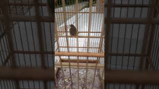 Download lagu Cigun ngriwik jantan mp3