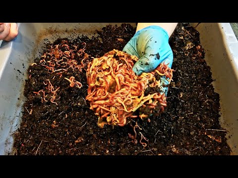 Two older 125- & 82-day old red wiggler worm bins fed - vermicomposting