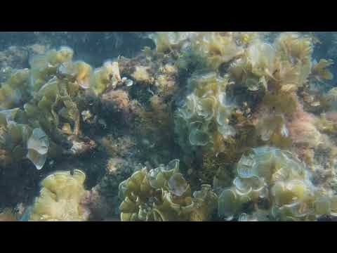 Padina pavonica