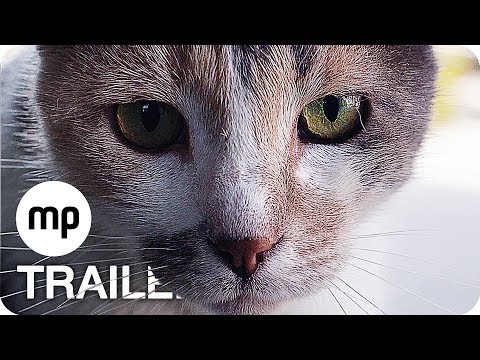 KEDI: VON KATZEN UND MENSCHEN Trailer German Deutsch (2017)