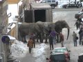 Слоны в Риге.flv 