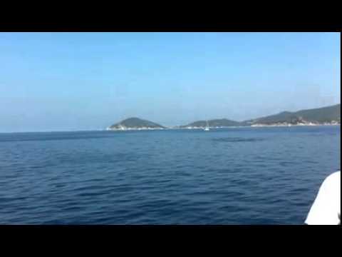 Avvistamento Rent Boat Isola Elba