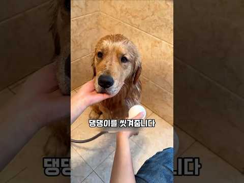 다리 다친 유기견을 입양했지만 다시 쫓아낸 이유 #반려견 #천재견