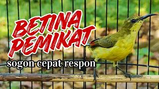 Download lagu SOGON BETINA PIKAT ALAMI Suara Panggilan Alami Burung Madu Betina untuk Umpan Liar mp3