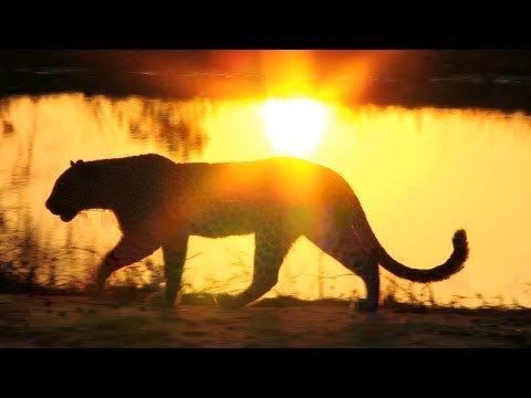 Yoga Nidra: Drinking the Shaman's Tea - Vision Quest - Shamanism Meditation #yoganidra #shamanism