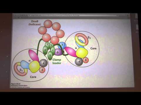 41.  Kevin Ahern's Biochemistry - DNA Replication II