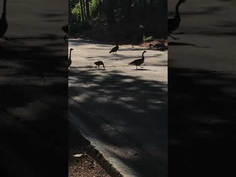 Welcome to Geeseland