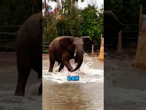 Kesedihan di Balik Lukisan Gajah💔🐘