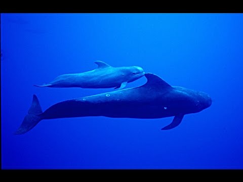 A Song of Pilot Whale Fog