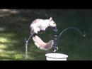 Evil squirrel raids the bird feeder again