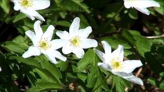 Keltainen – Aikakone