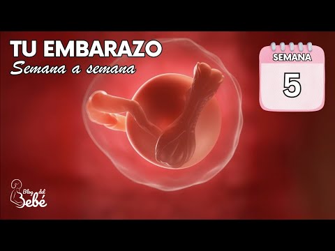 ❤️ Week 5 of pregnancy 🤰 Symptoms, tips and baby's development | Pregnancy week by week