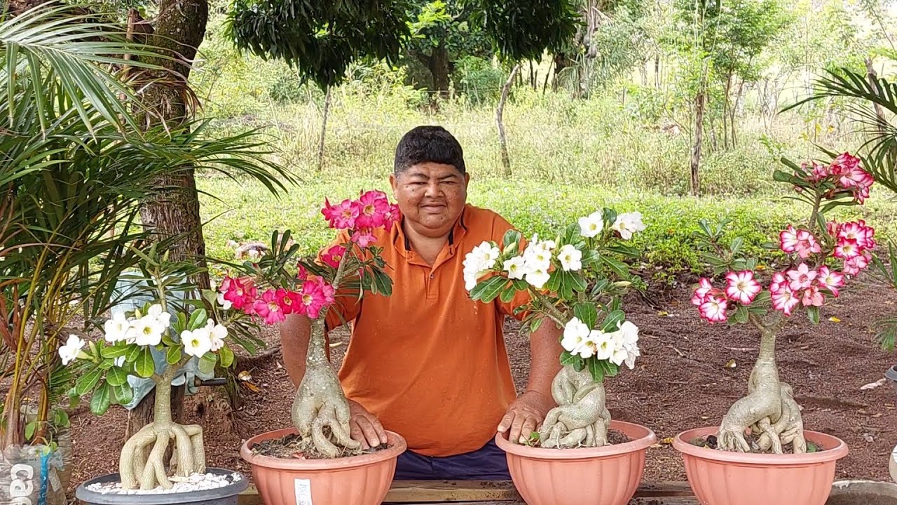 VEM VER EU CUIDANDO DAS MINHAS PLANTAS