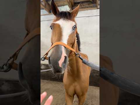 Pferdehofliebe - Wie geht sowas?😂🥲 #pferd #horse #pferdemädchen #fyp #comedy #funny #reiten