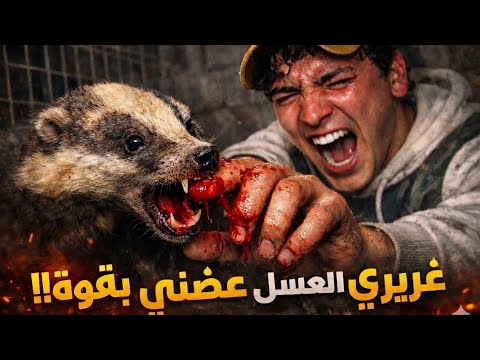 ​أصغر حيوان قتل أكبر طموحاتي.. صراع البقاء مع غرير العسل! 🦡