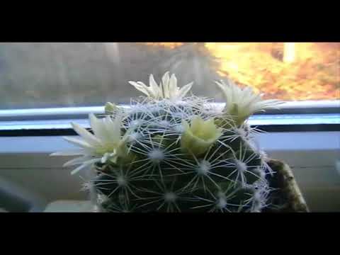 Расцветающие кактусы часть вторая