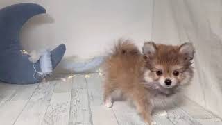 ハーフ犬の動画01