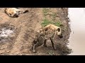 Hyena Savagely Kills Baby Wildebeest